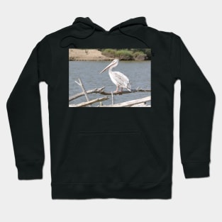 pelican Hoodie